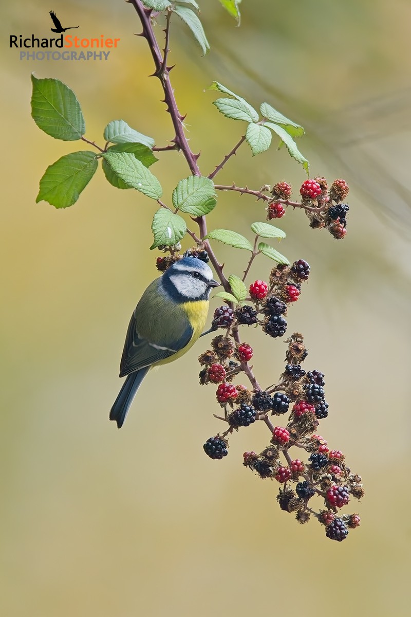 Blue Tit