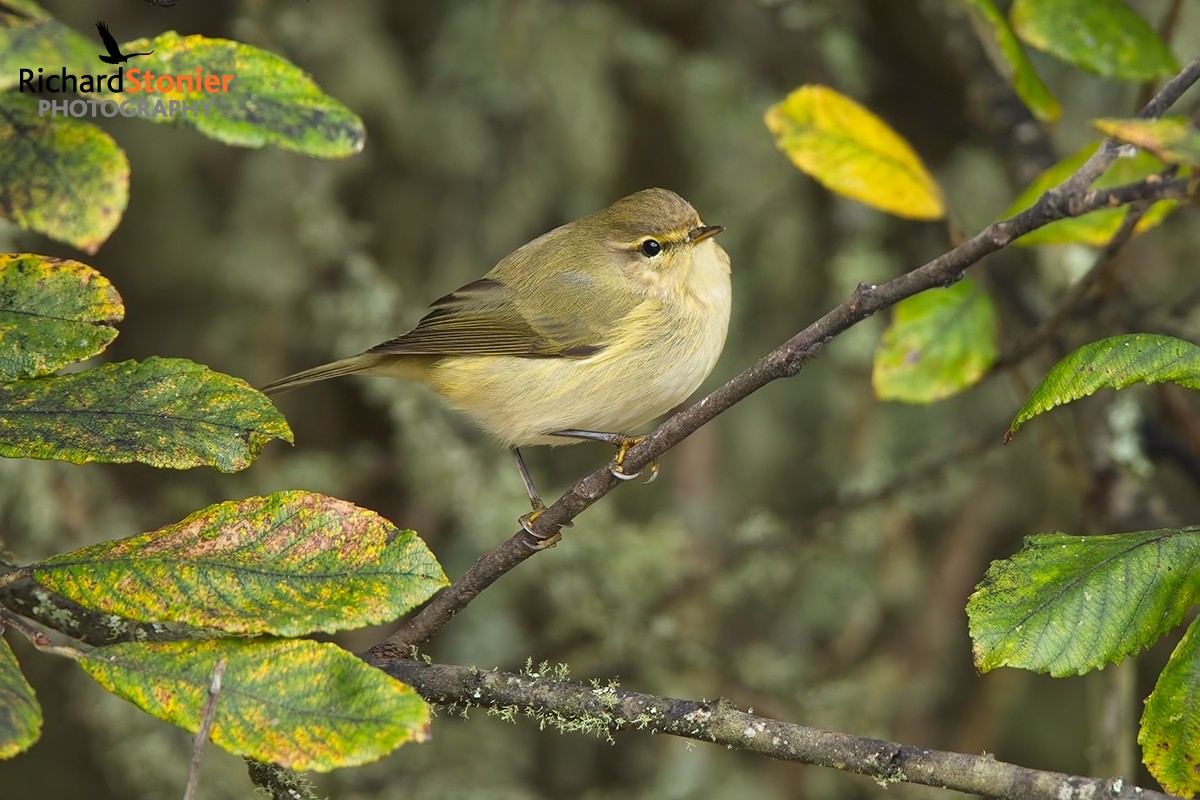 Chiffchaff