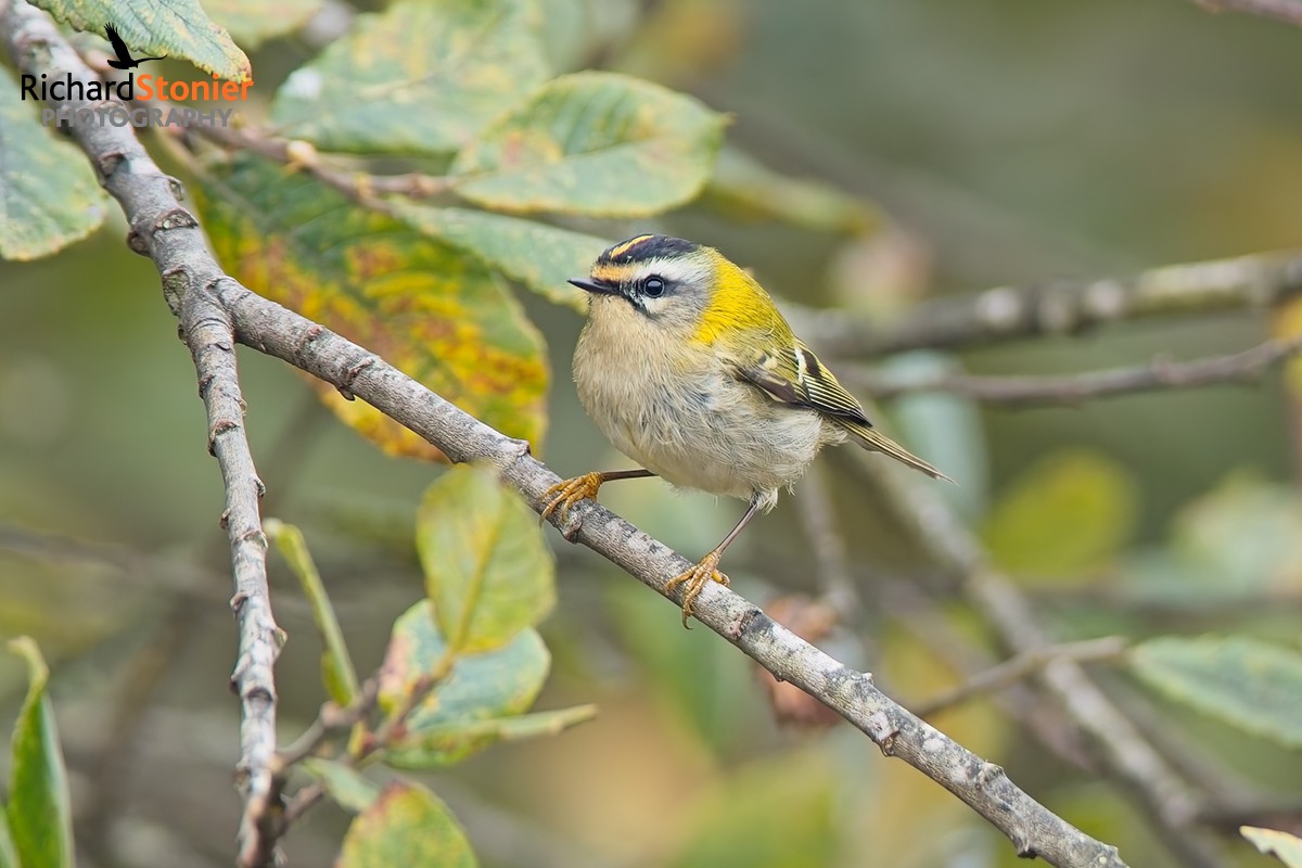 Firecrest