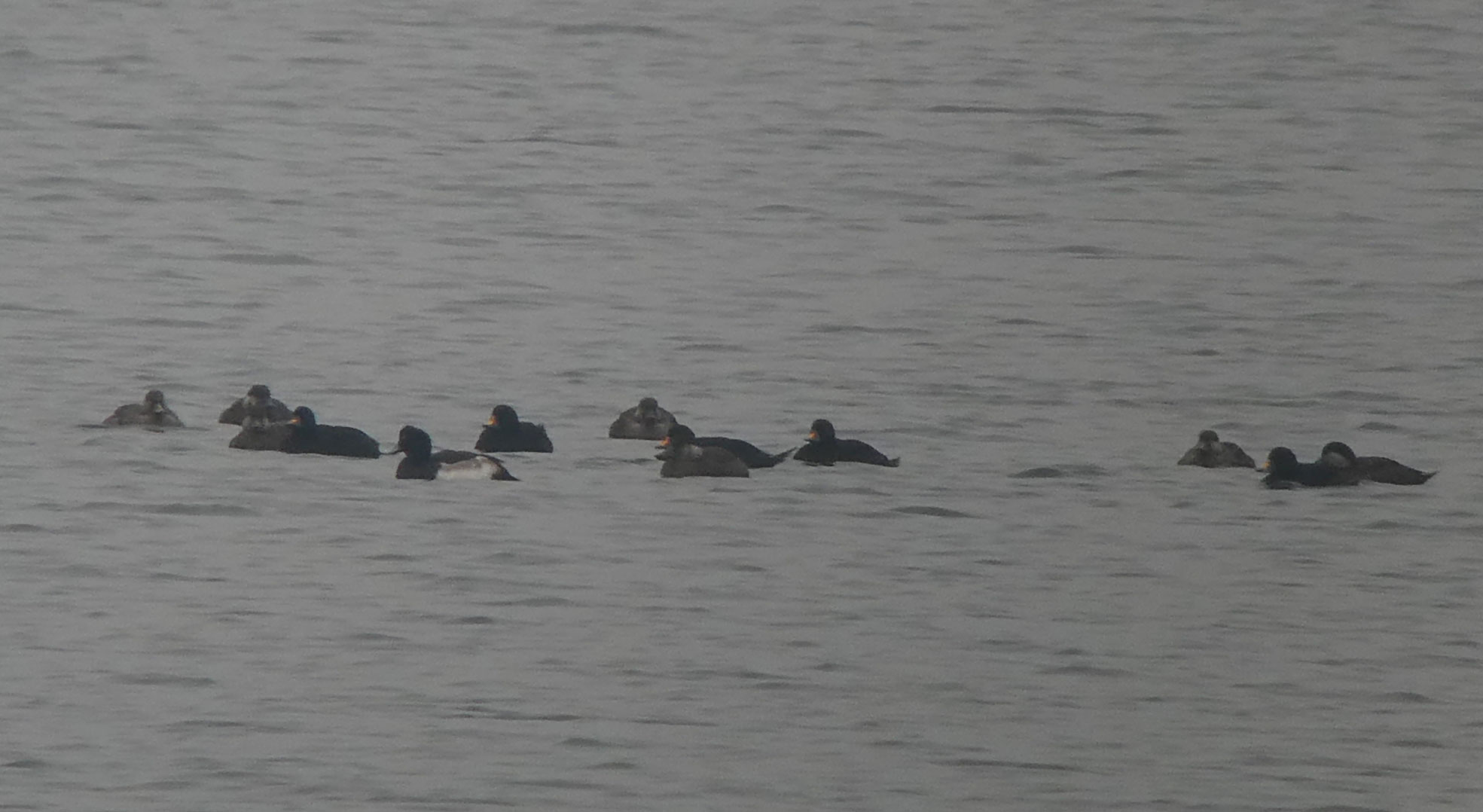Common Scoter