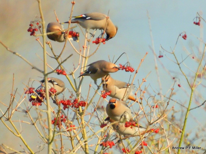 Waxwing