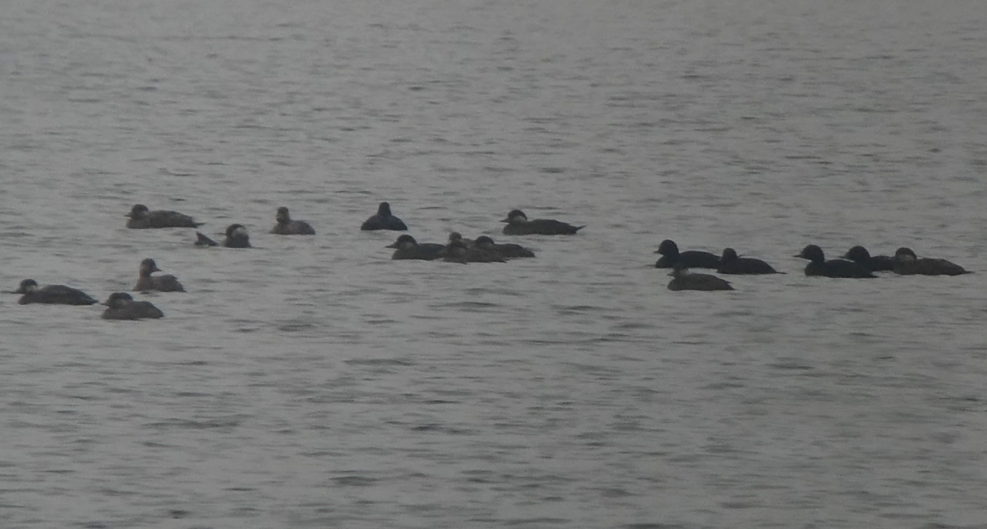 Common Scoter