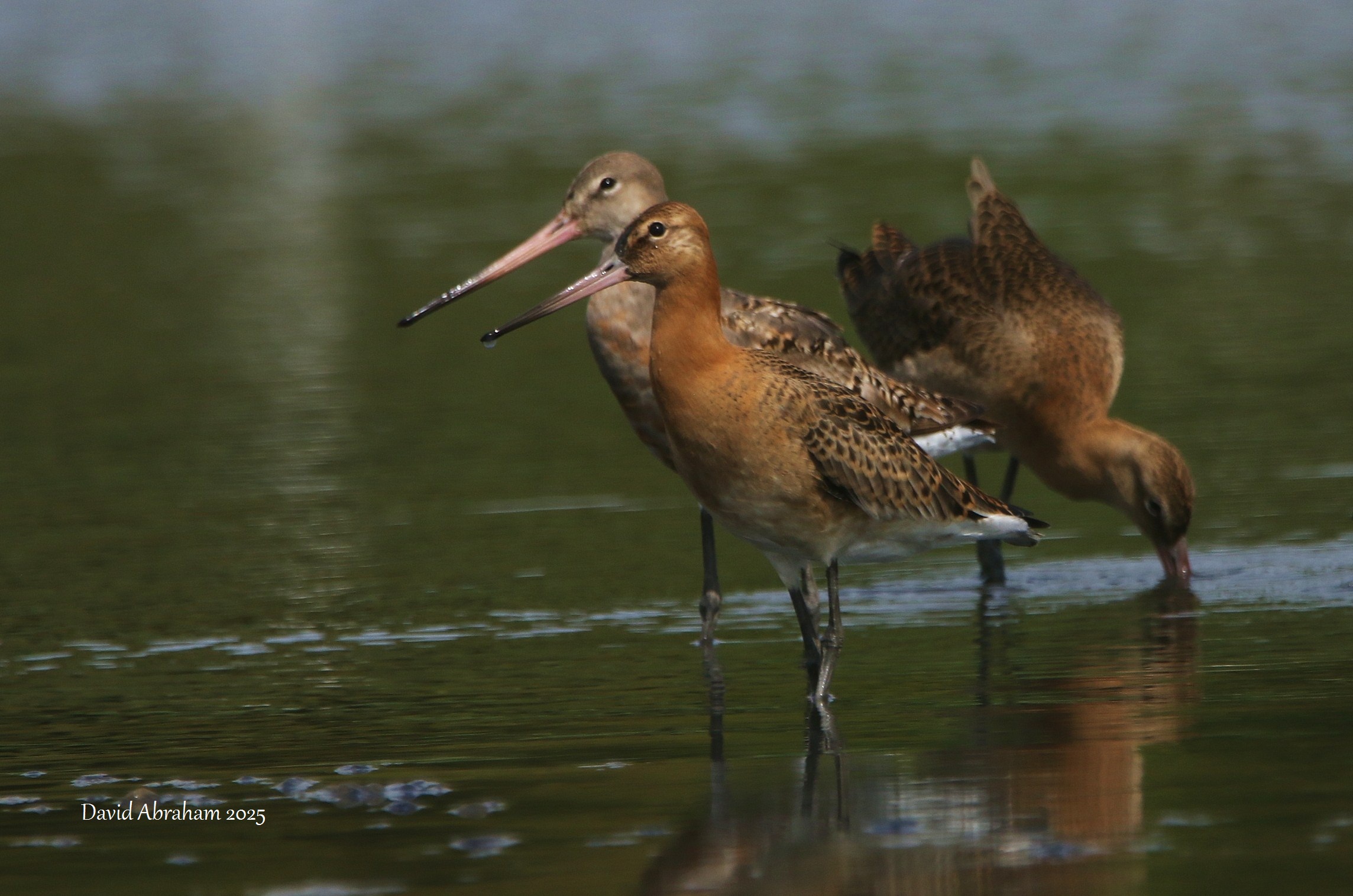 Black-tailed Godwit 
