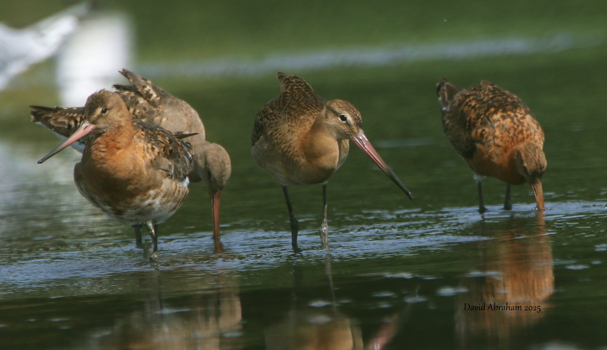 Black-tailed Godwit 