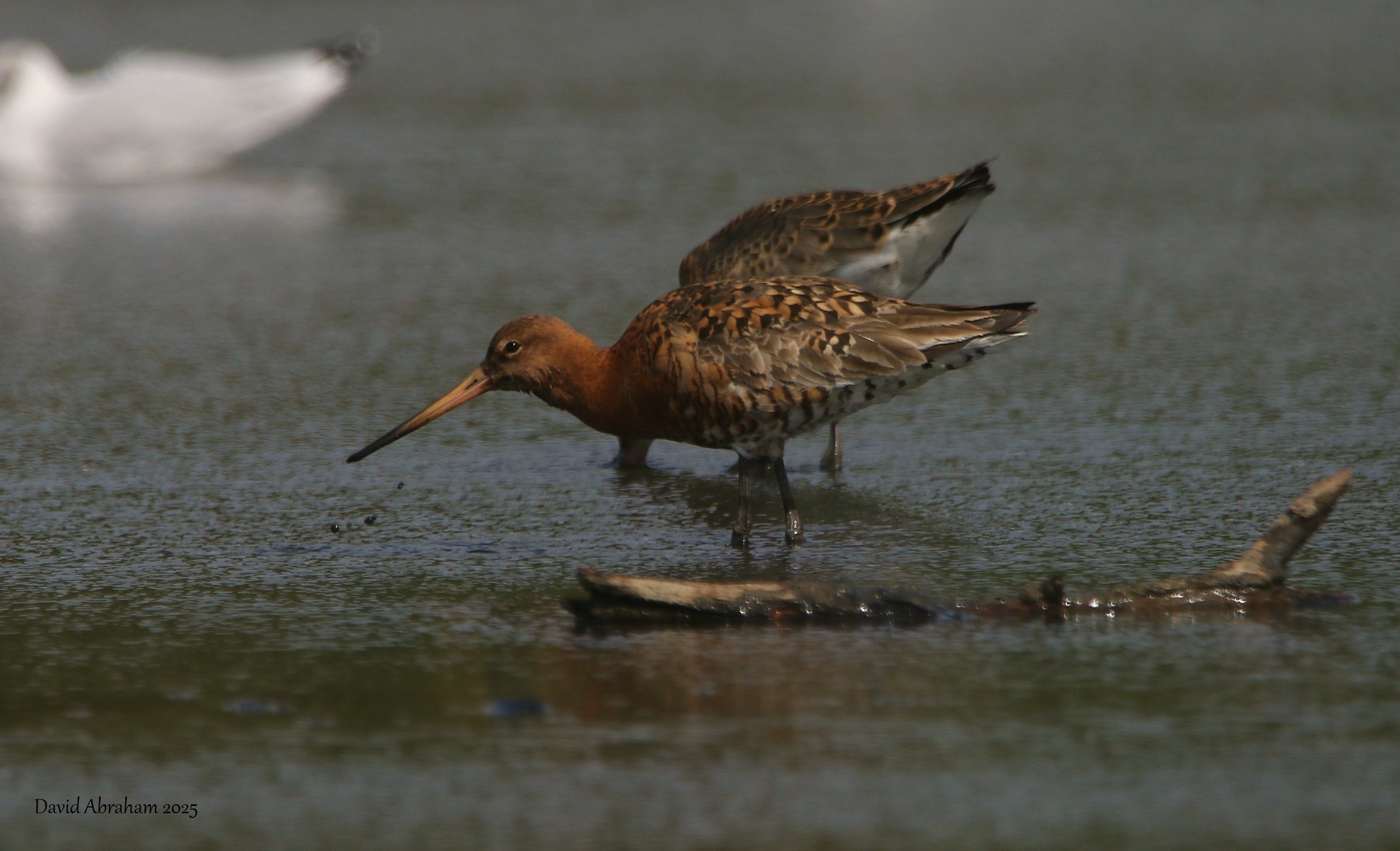Black-tailed Godwit 