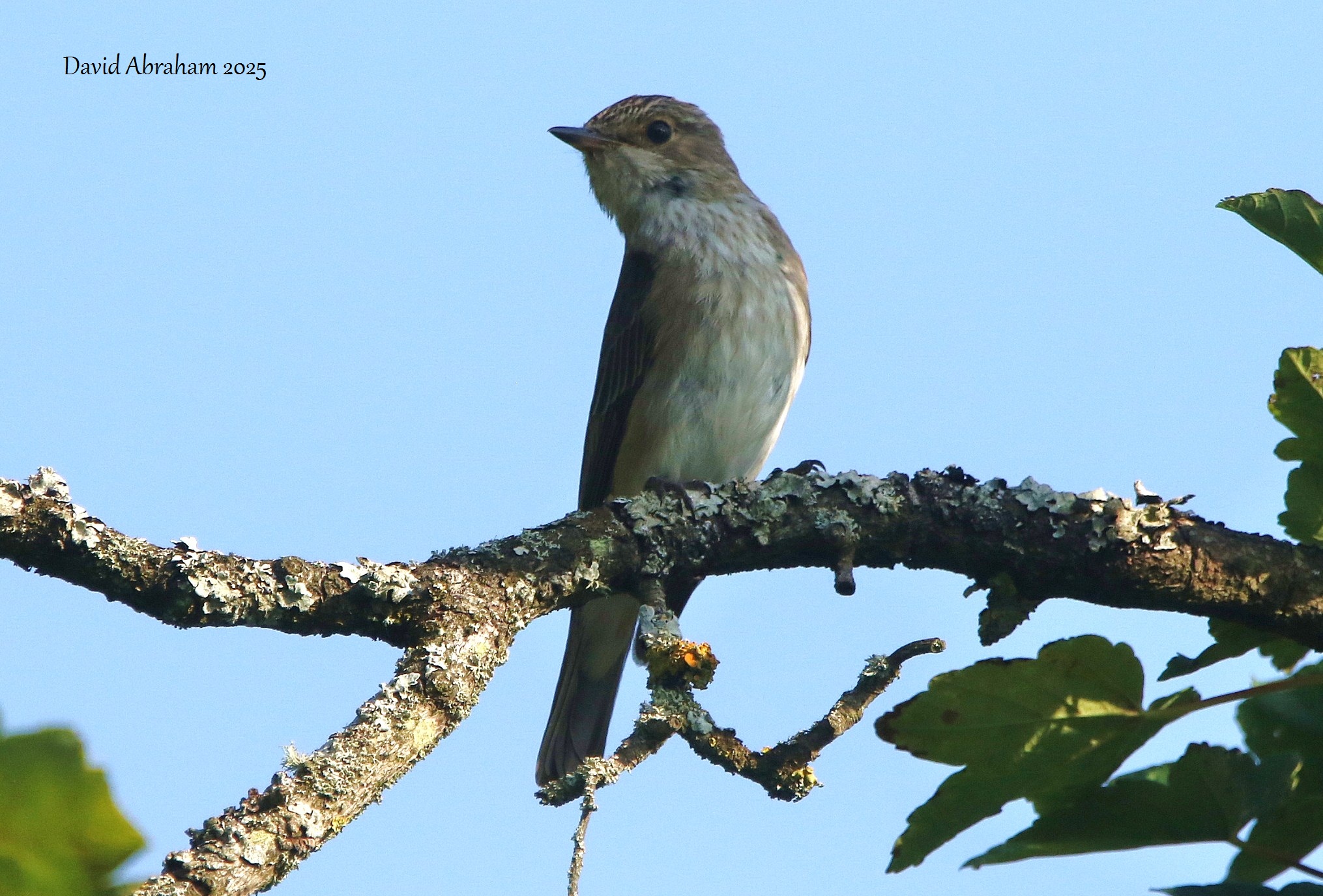Spotted Flycatcher 