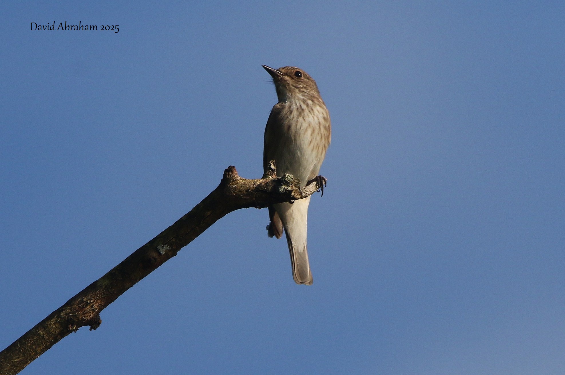 Spotted Flycatcher 