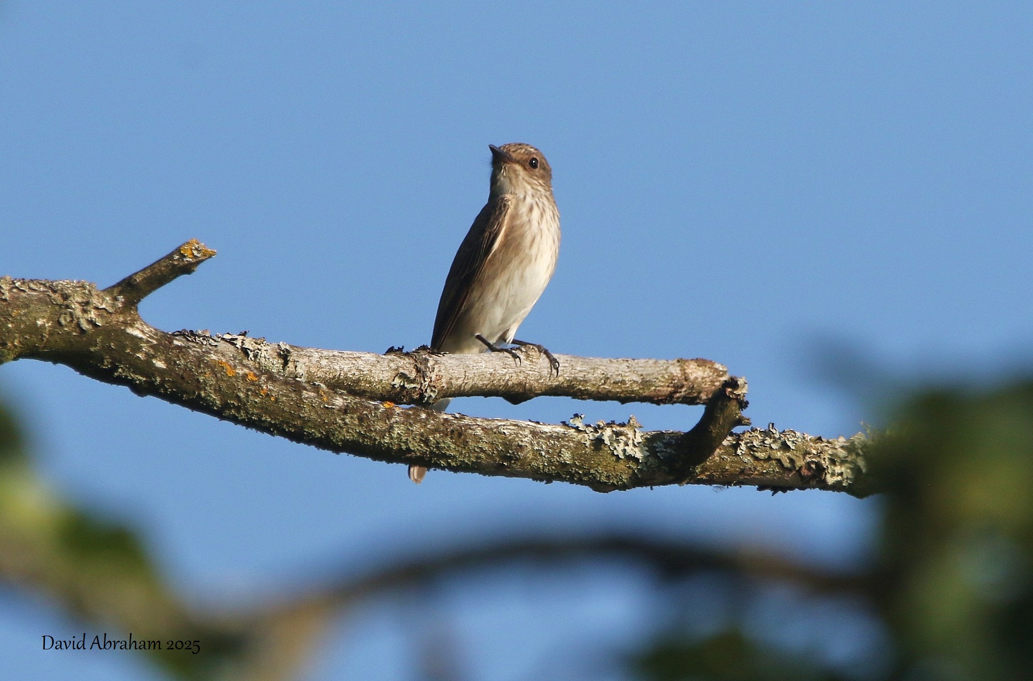 Spotted Flycatcher 