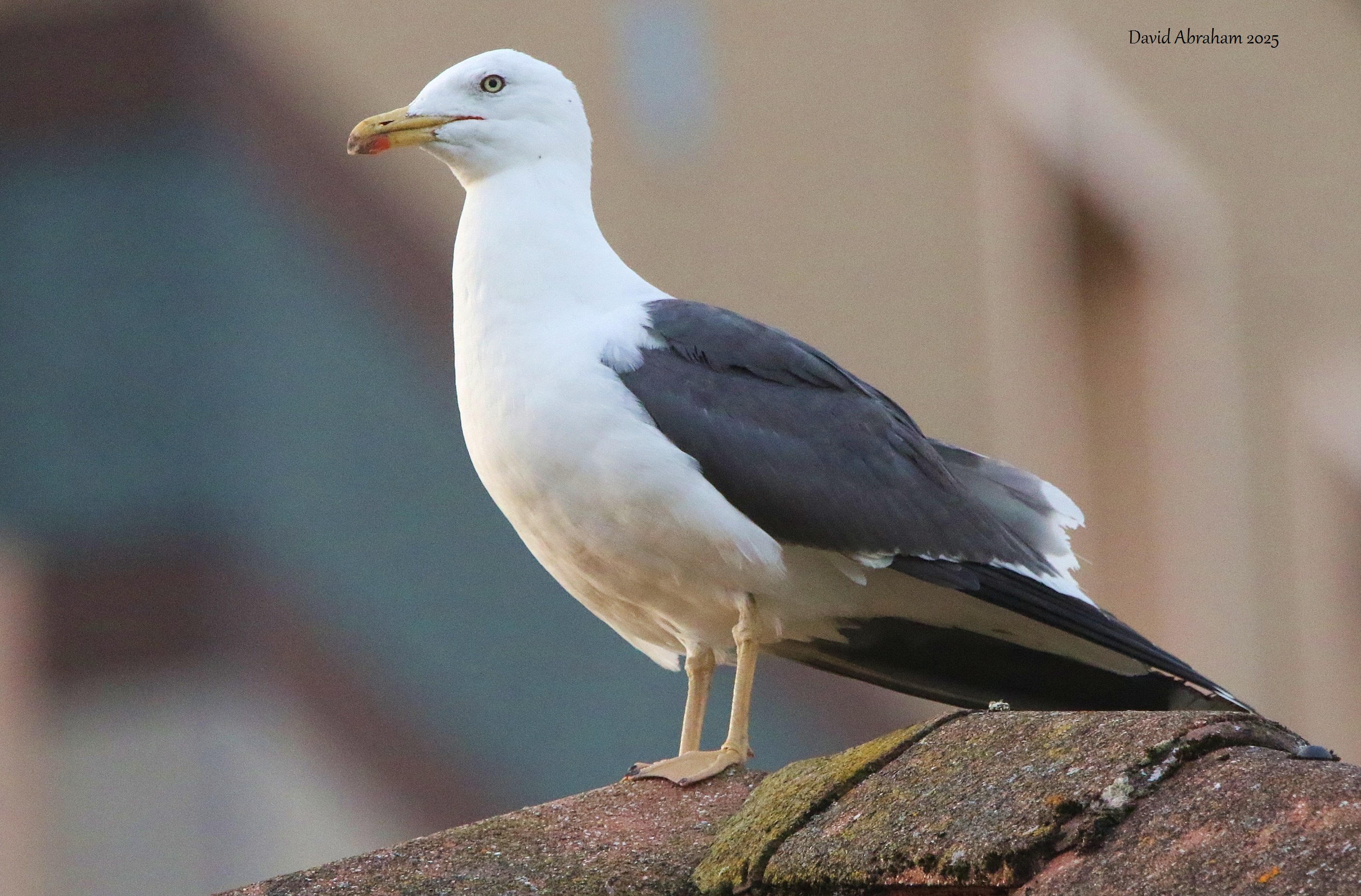 Lesser Black-backed Gull
