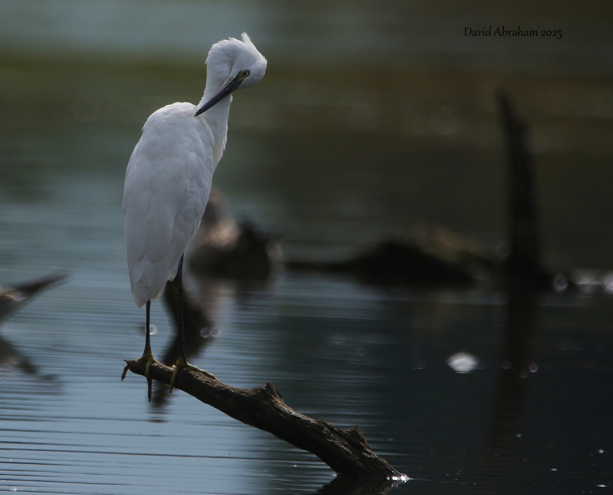 Little Egret 