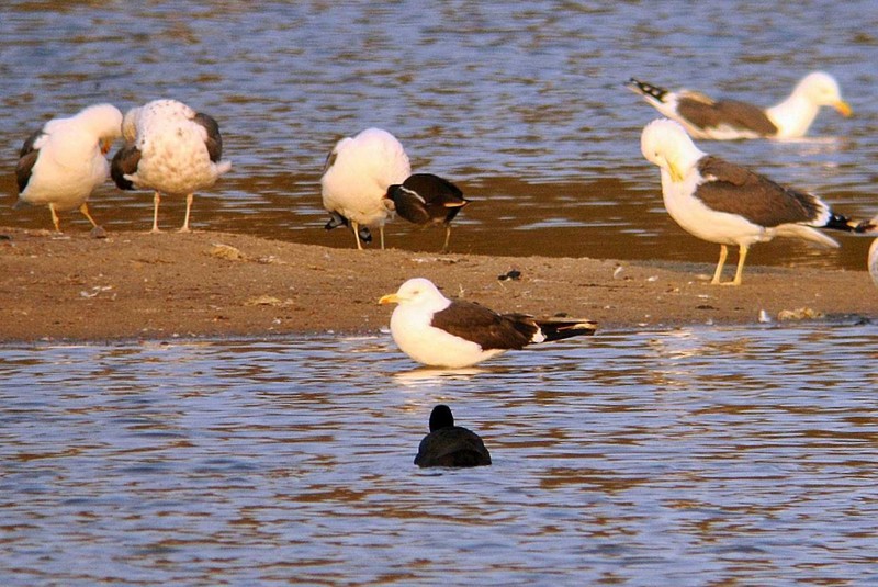 Baltic Gull