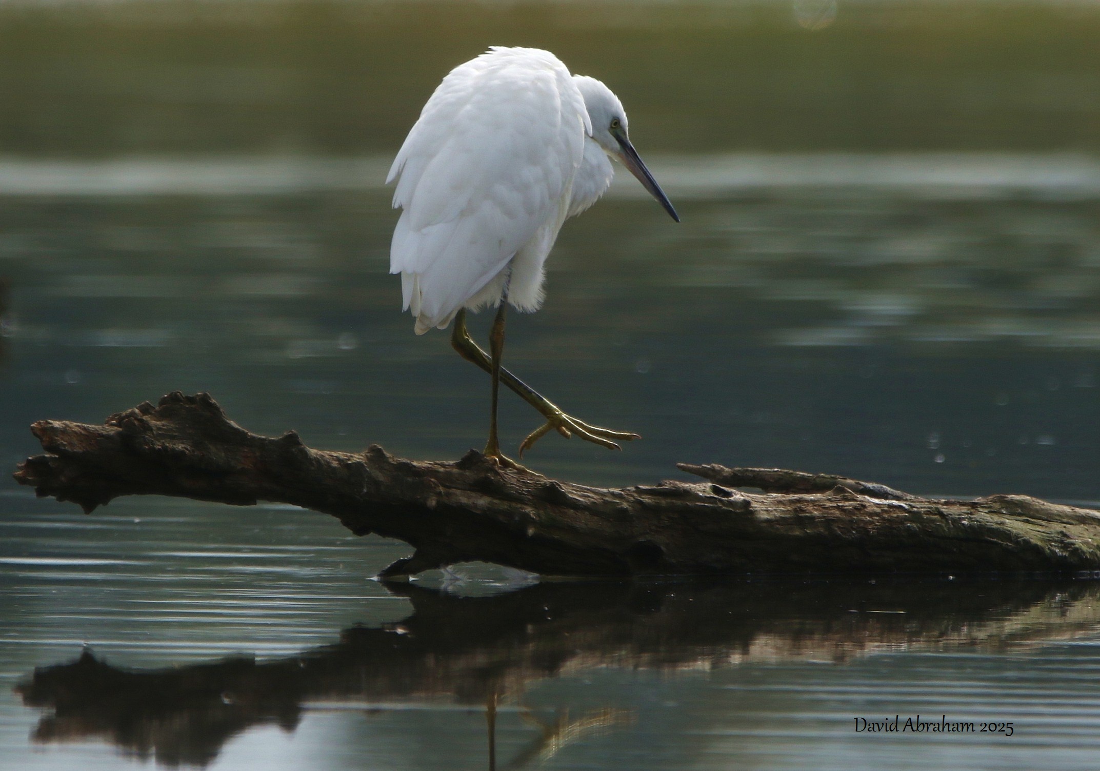Little Egret 