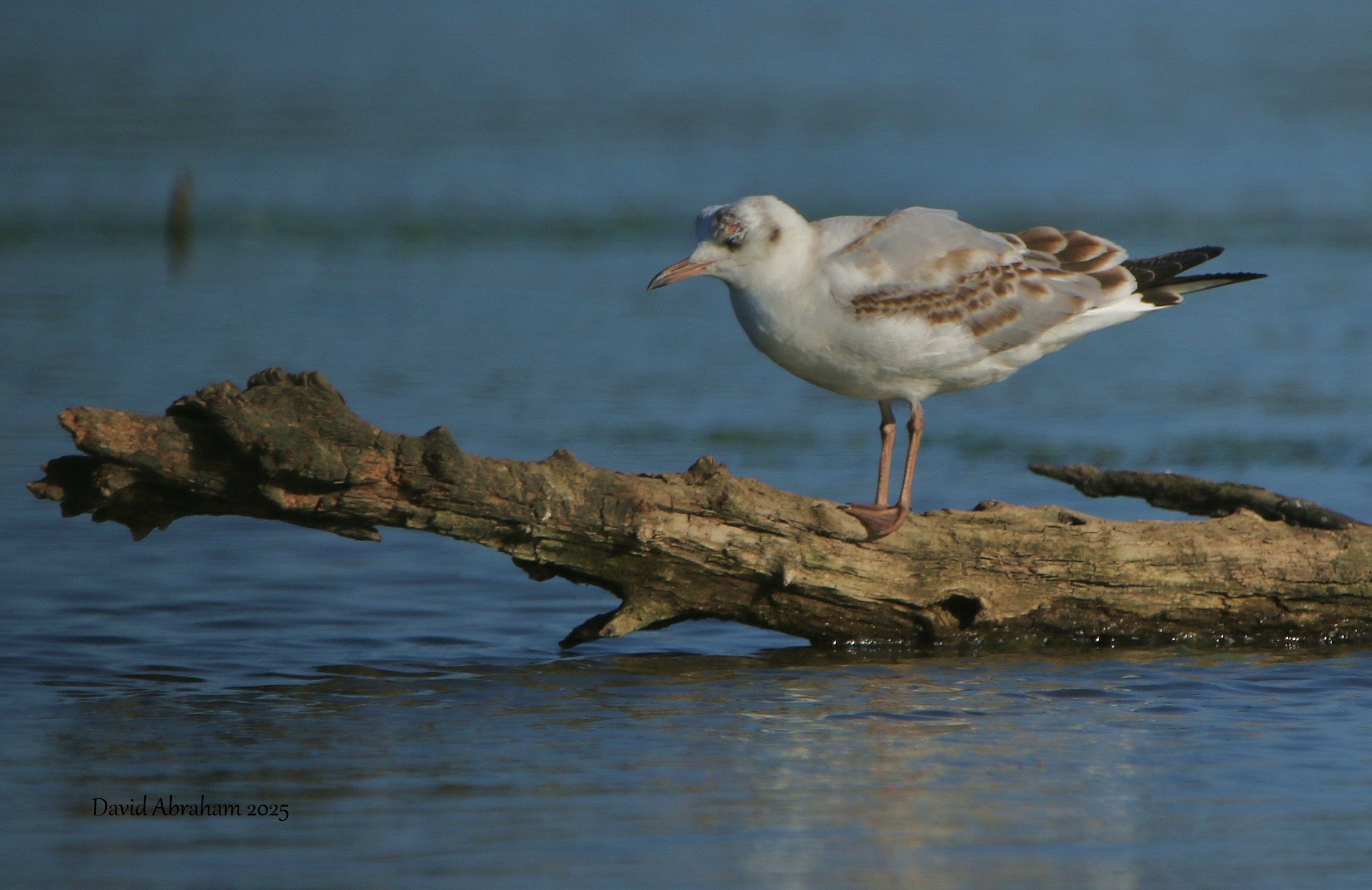 Black-headed Gull 