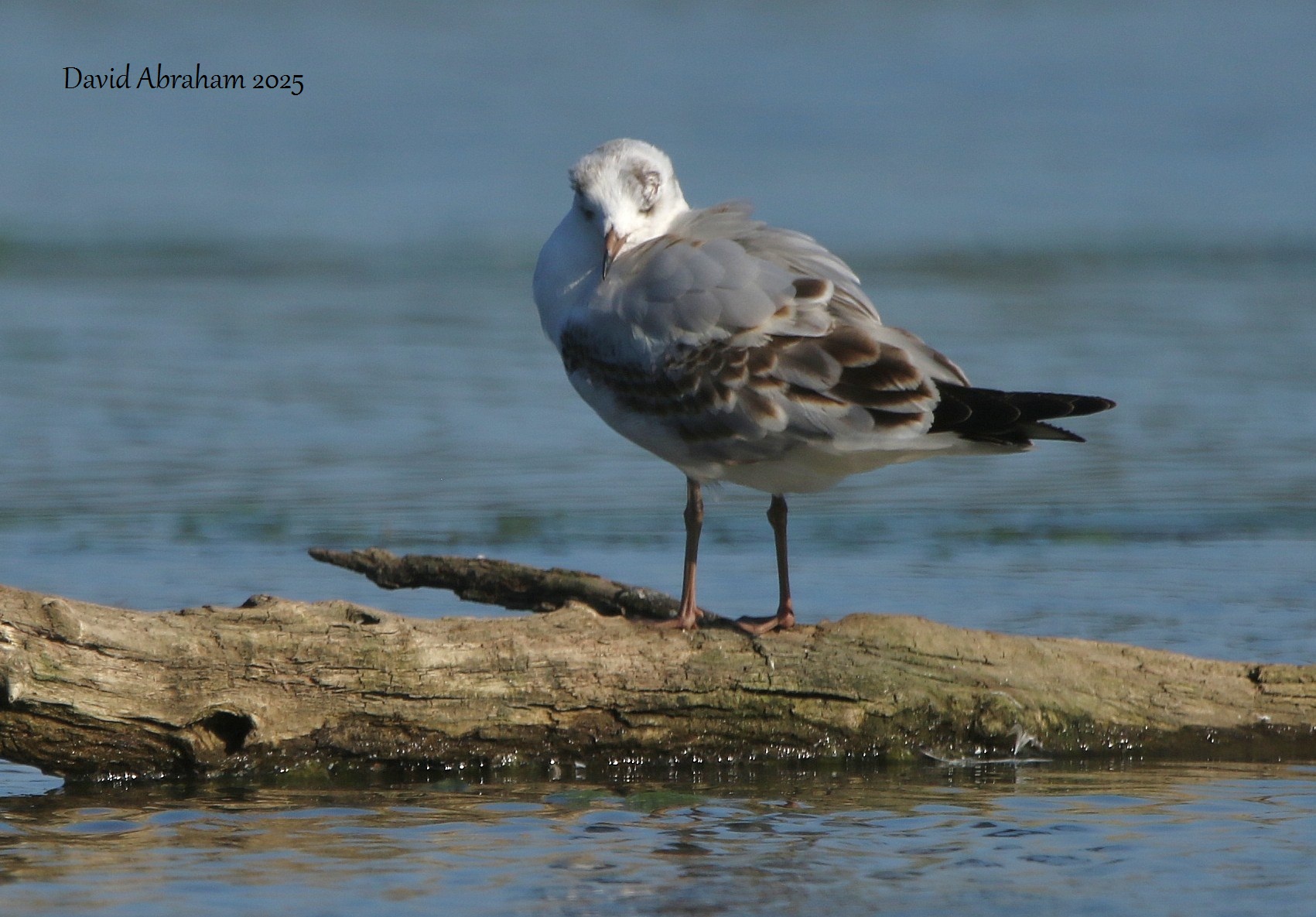 Black-headed Gull 