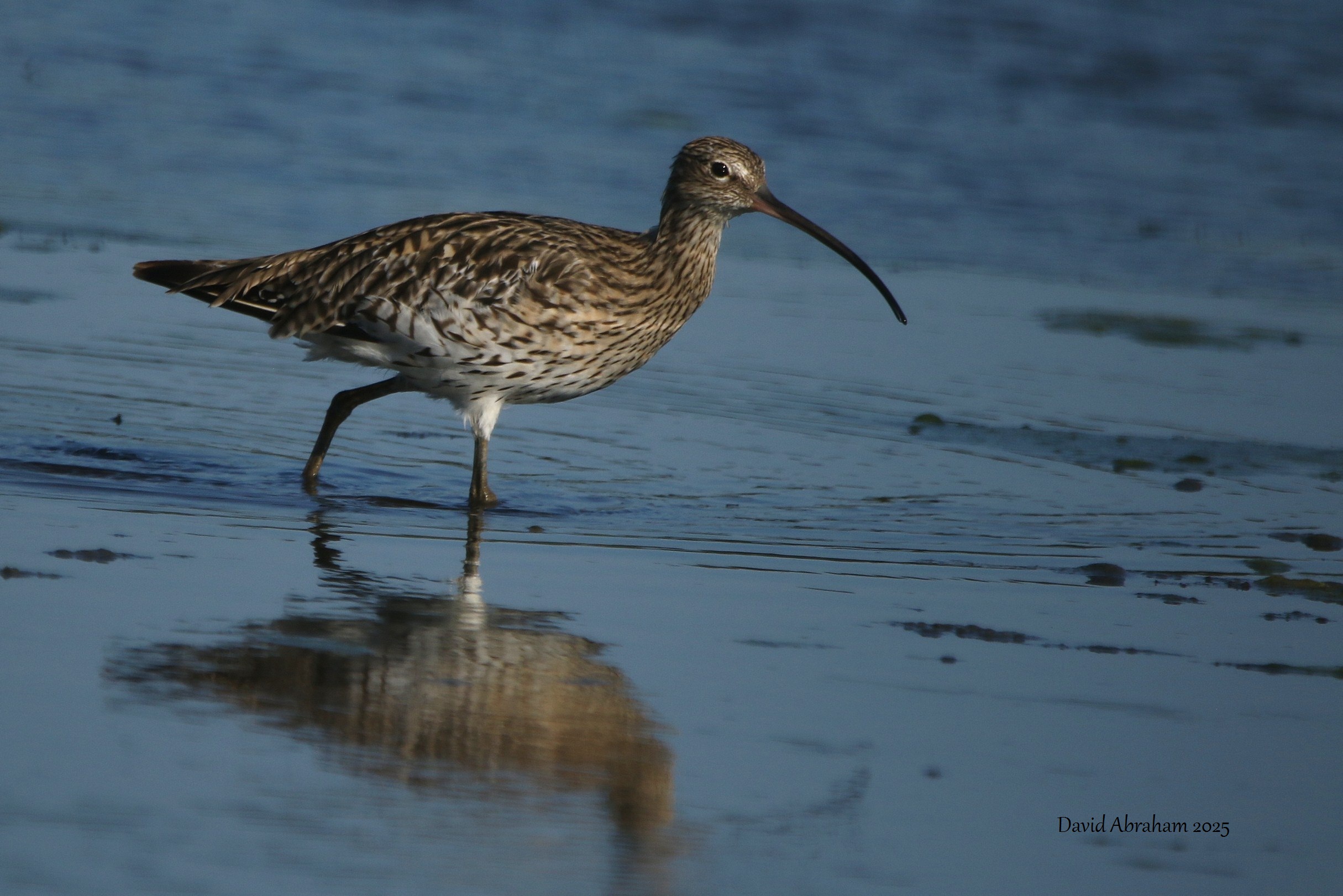 Curlew 