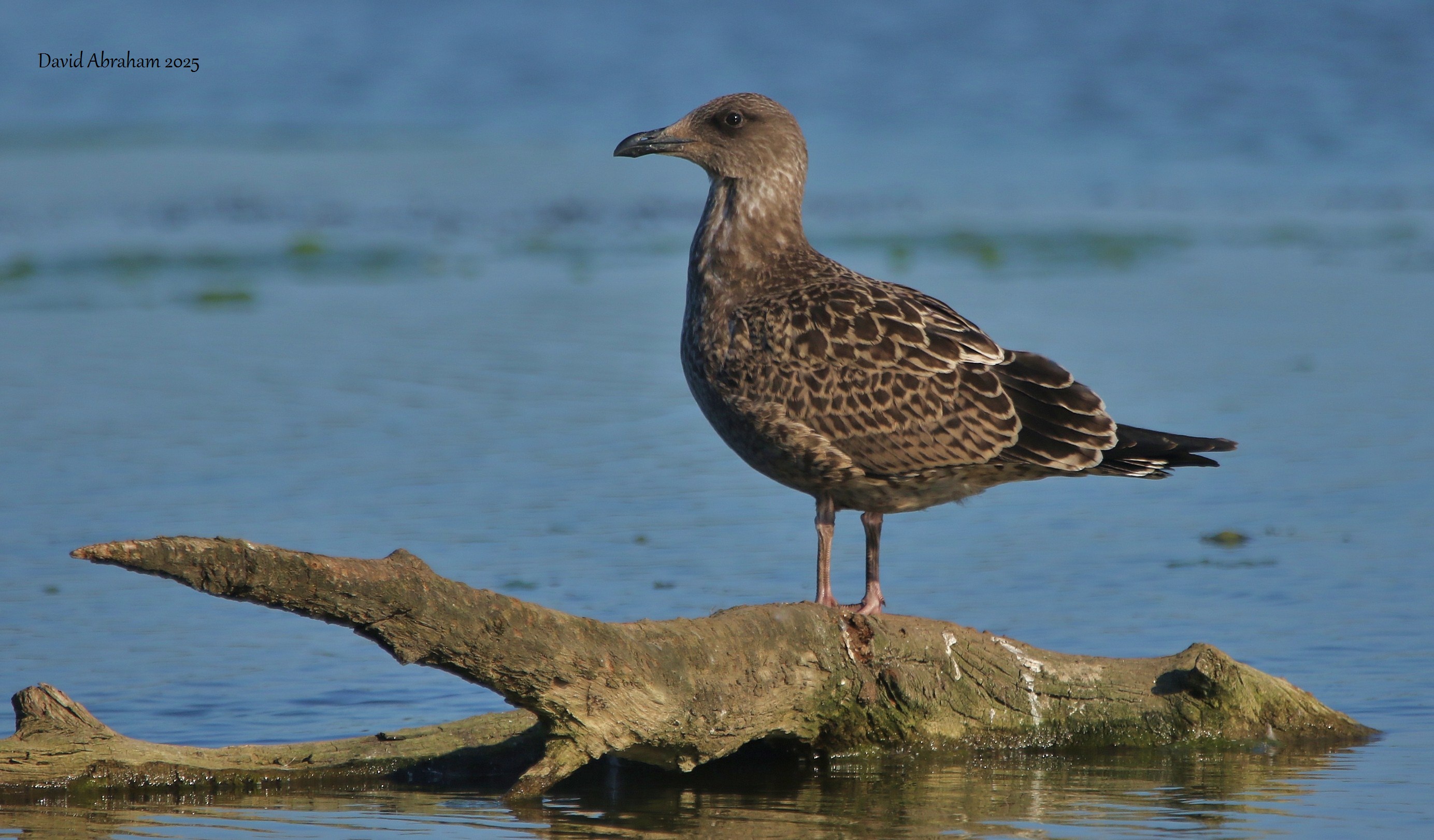 Lesser Black-backed Gull 