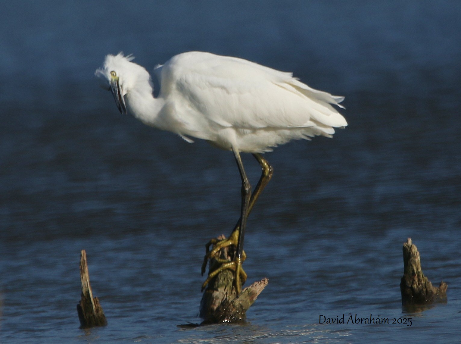 Little Egret 