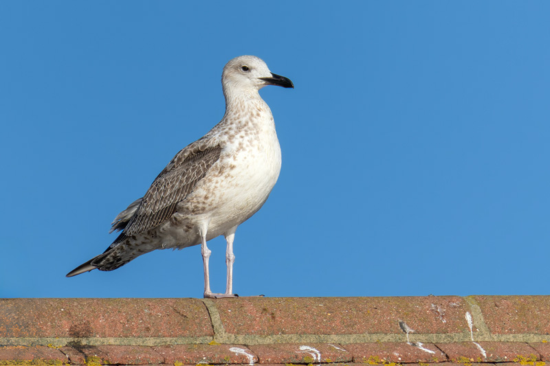 Caspian Gull