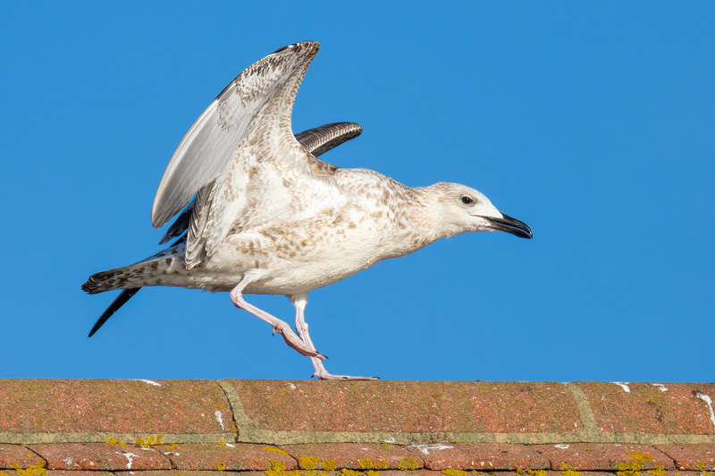 Caspian Gull