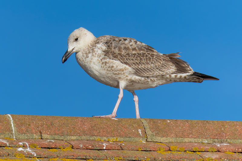 Caspian Gull
