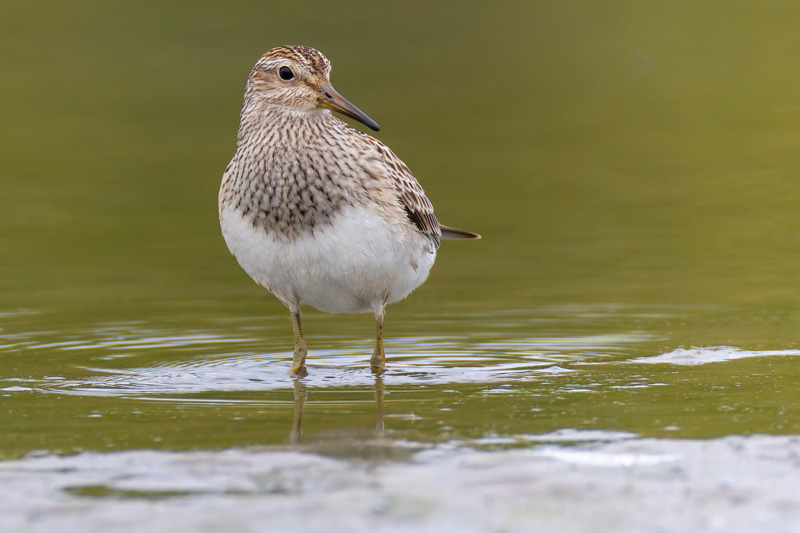 Pectoral Sandpiper