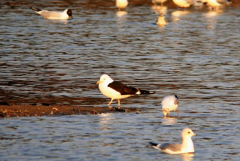 Baltic Gull