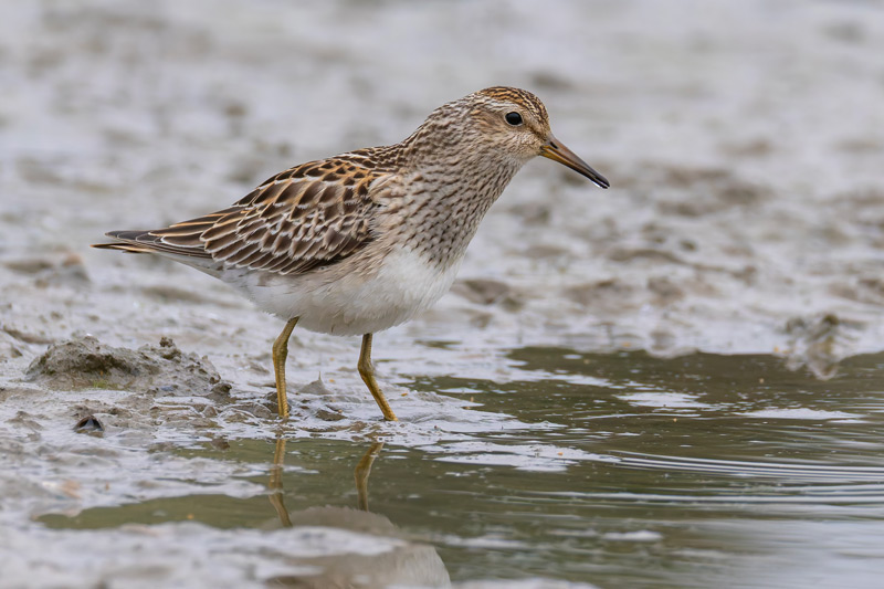 Pectoral Sandpiper