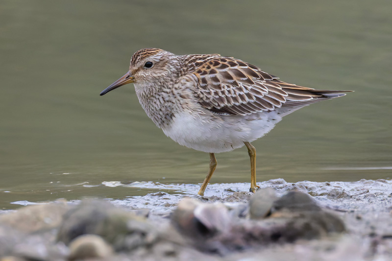 Pectoral Sandpiper