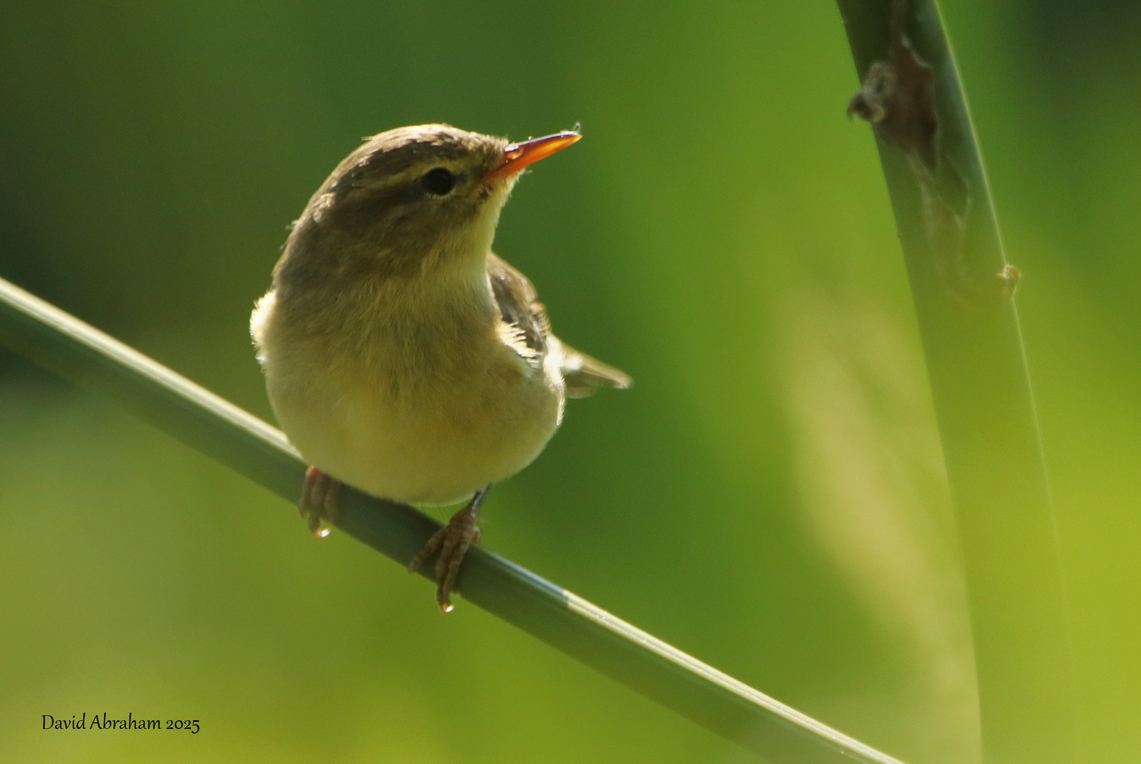 Willow Warbler 