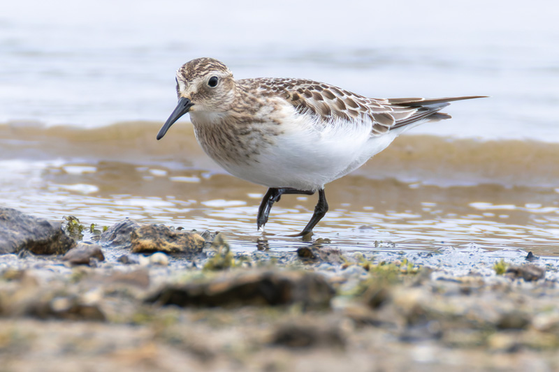 Baird's Sandpiper