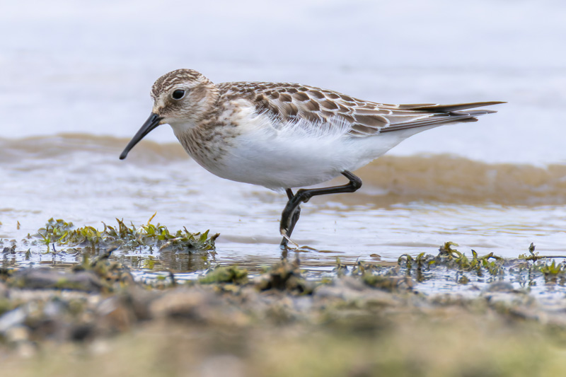 Baird's Sandpiper