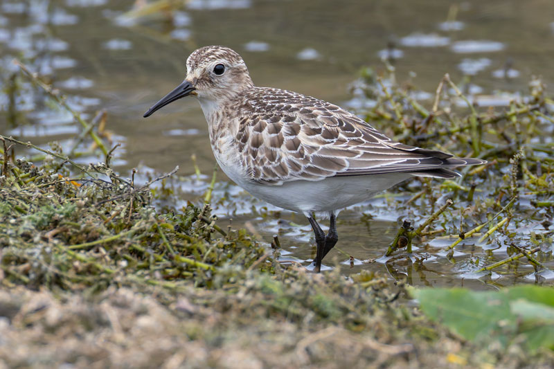 Baird's Sandpiper