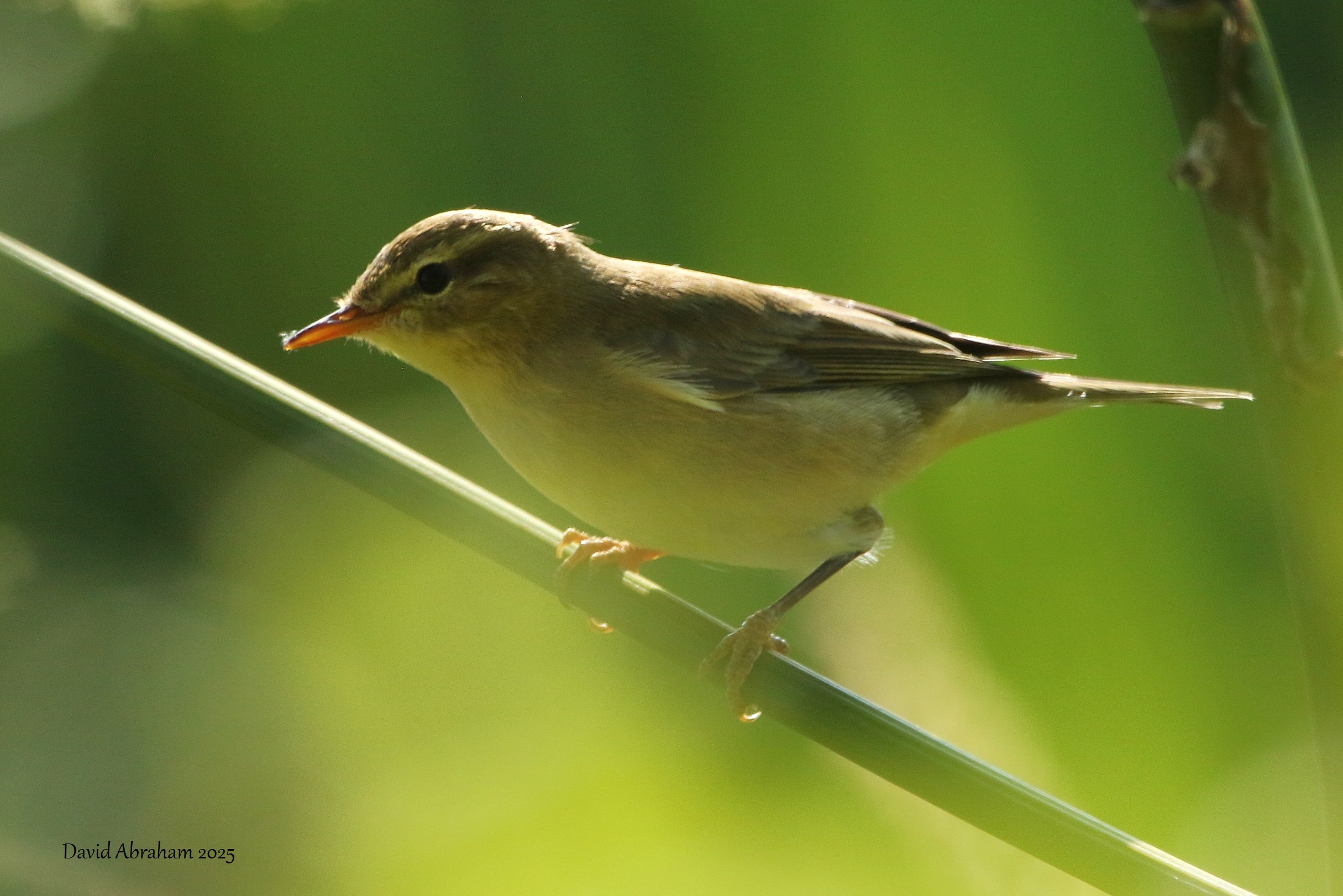Willow Warbler 