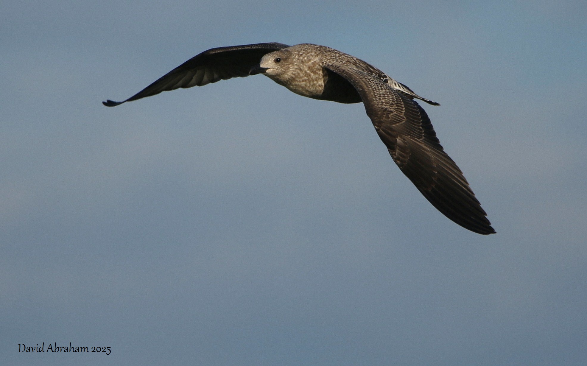 Lesser Black-backed Gull 