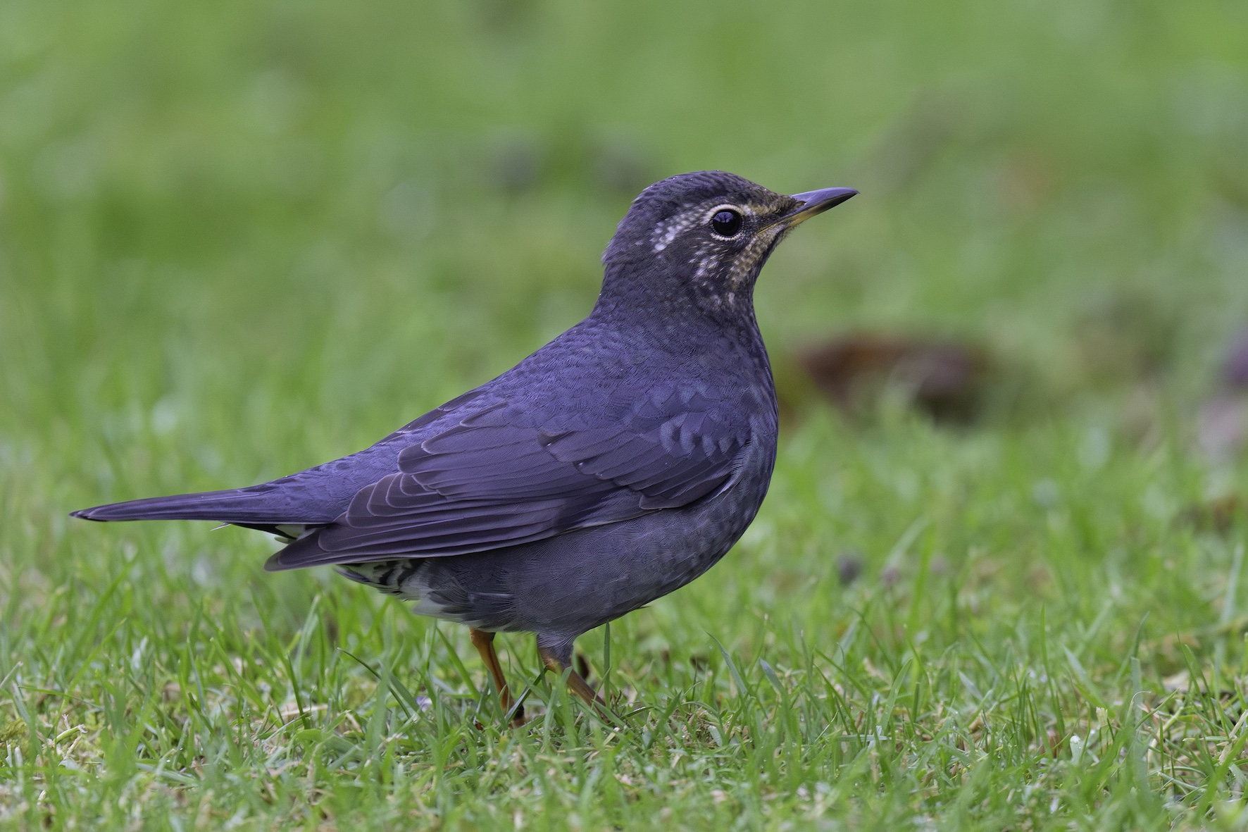 Siberian Thrush
