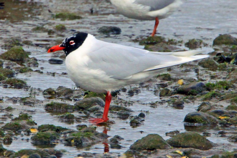 Mediterranean Gull