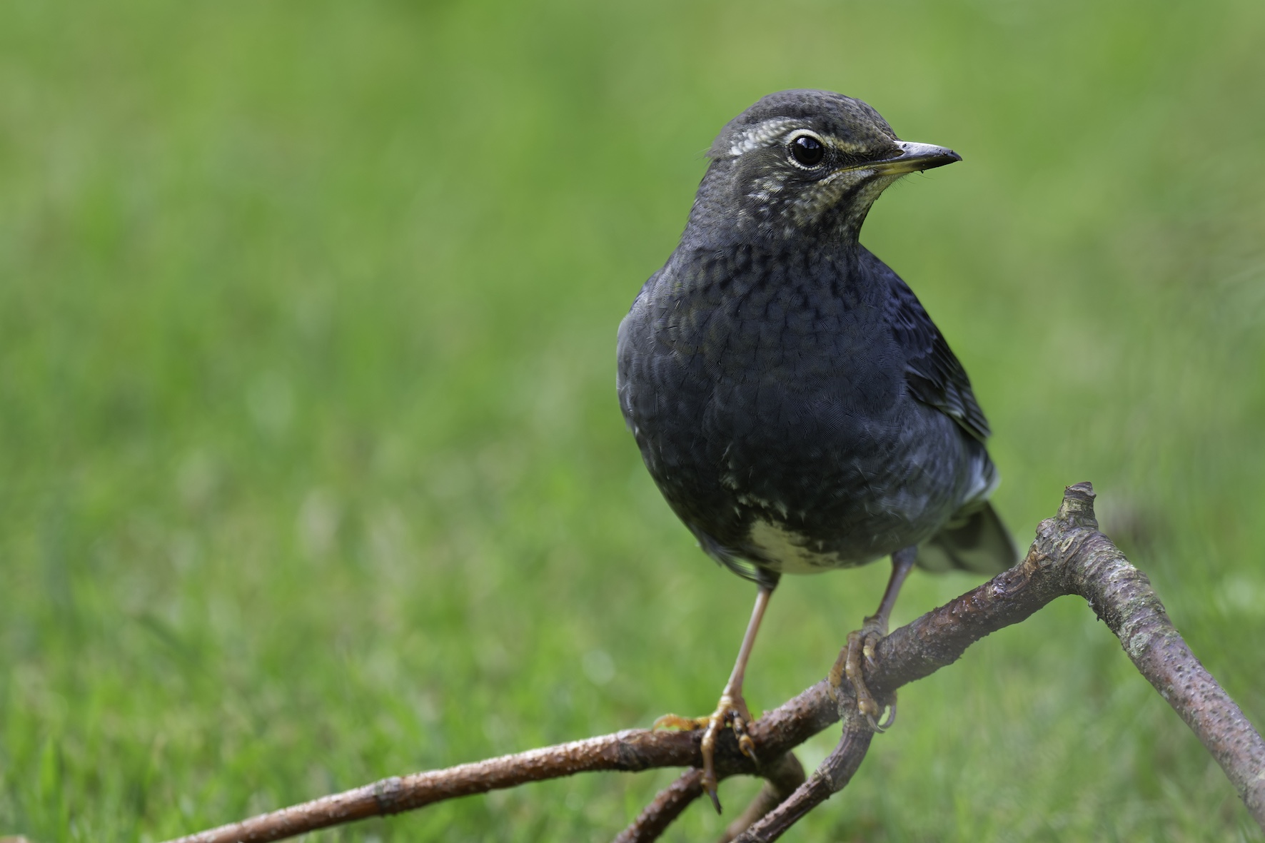 Siberian Thrush