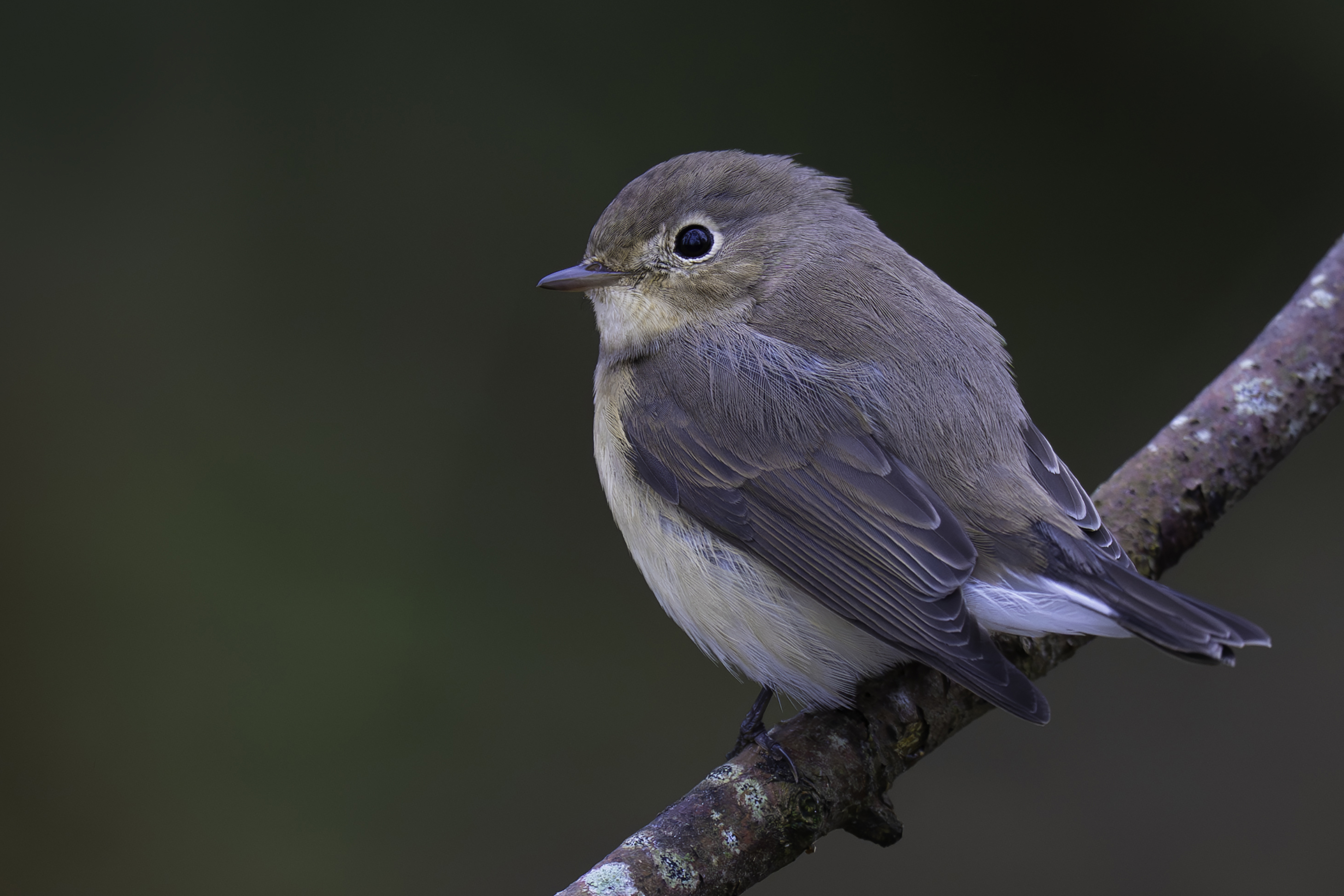 Red-breasted Flycatcher