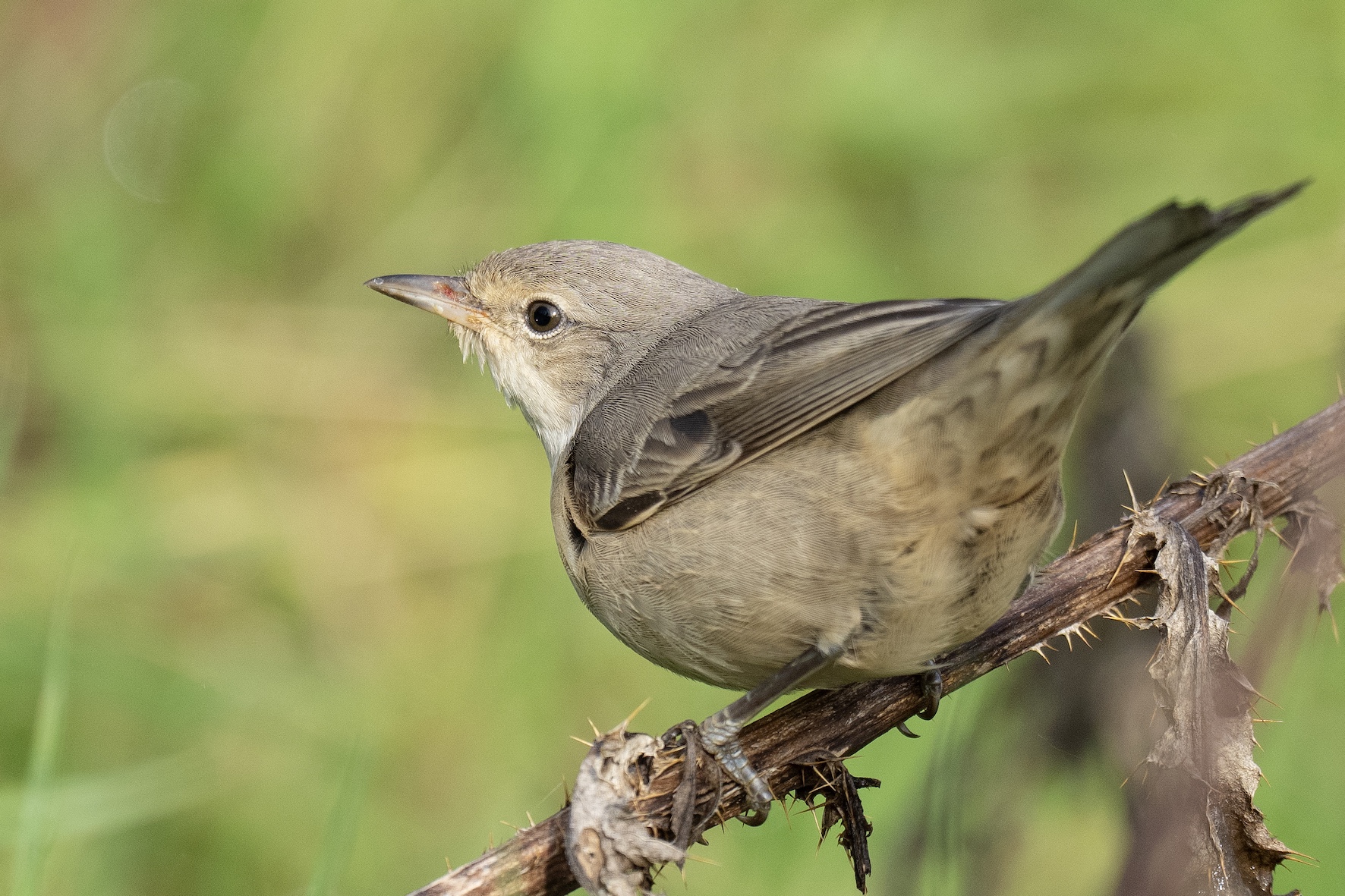 Barred Warbler