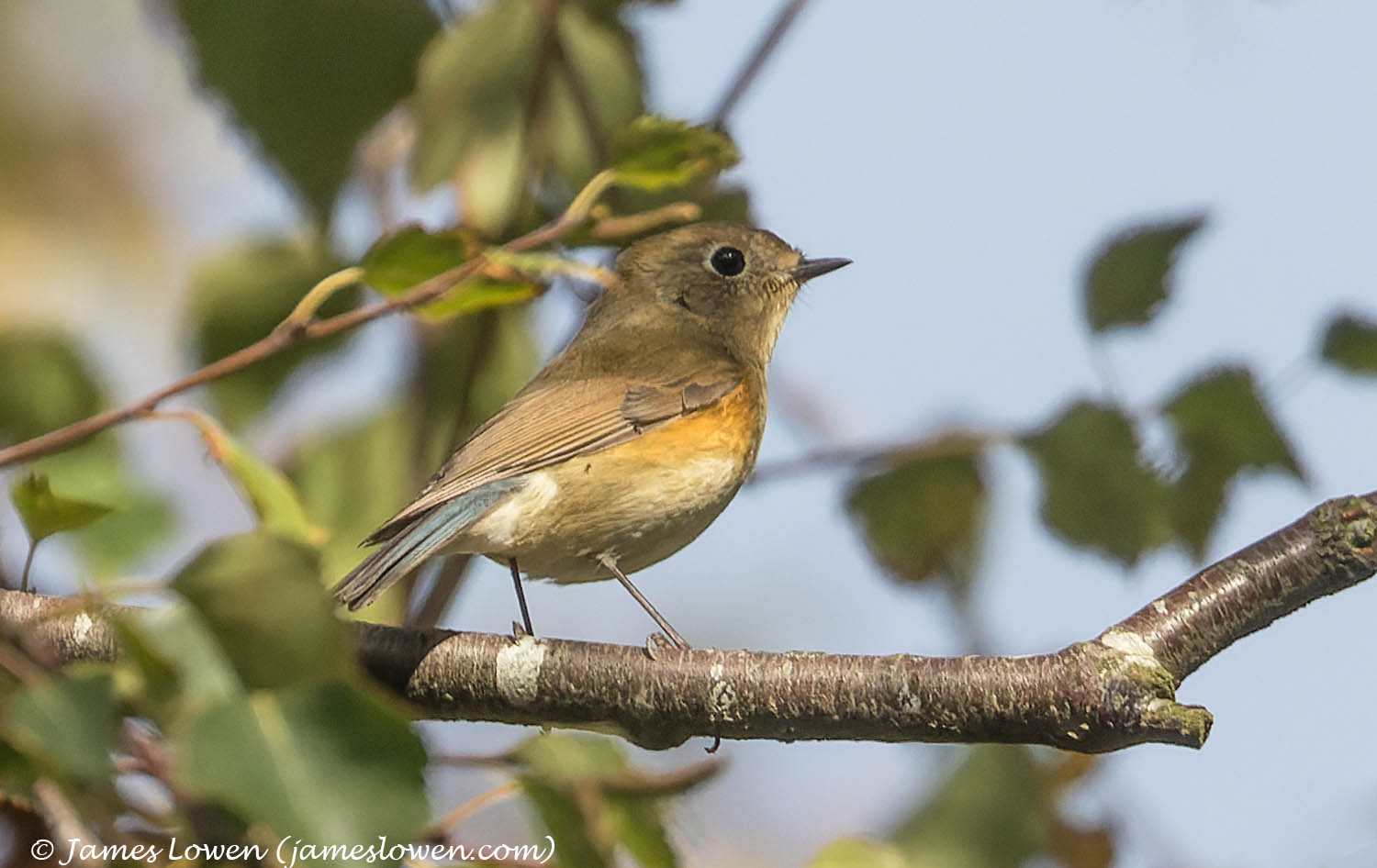Red-flanked Bluetail