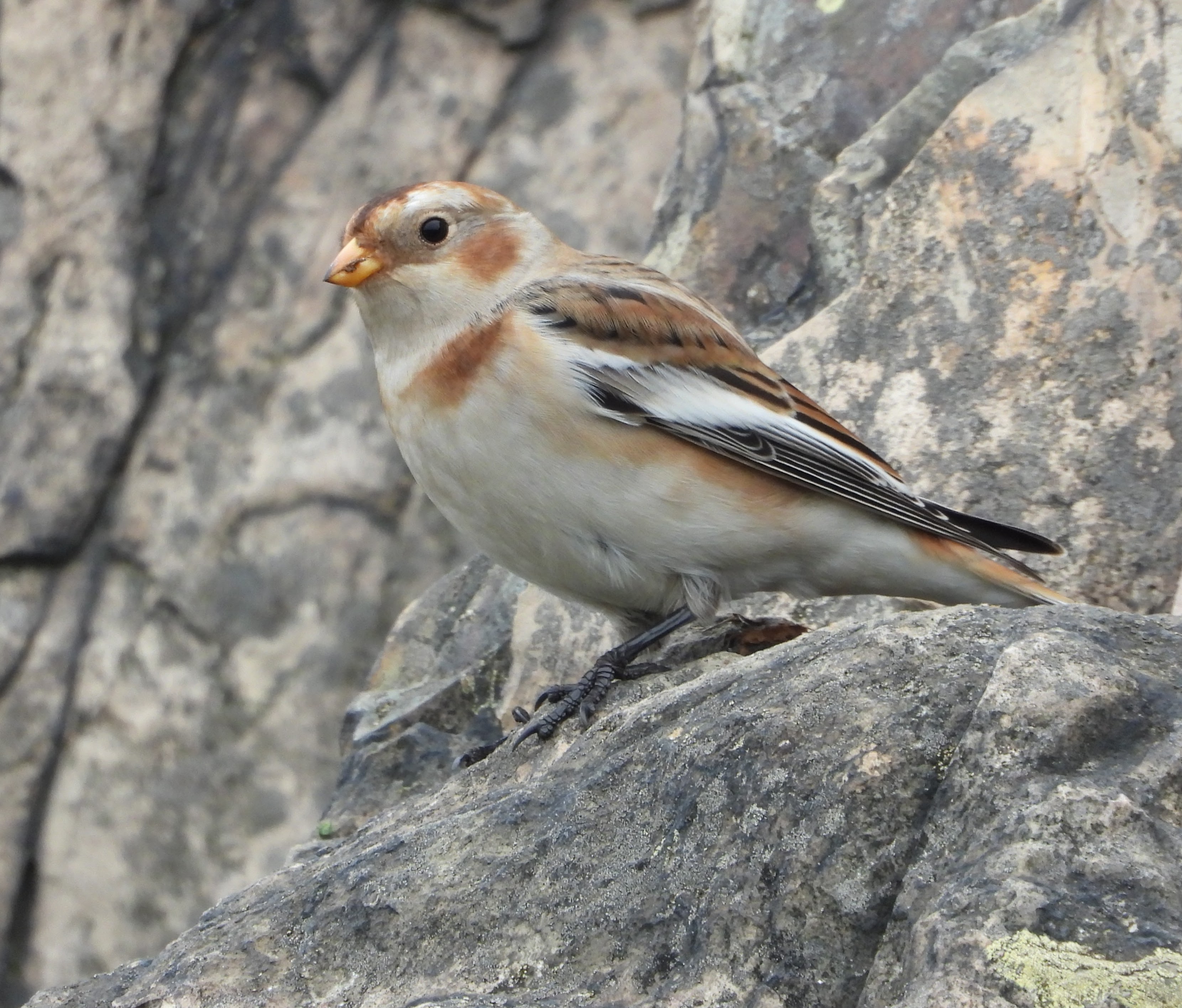 Snow Bunting