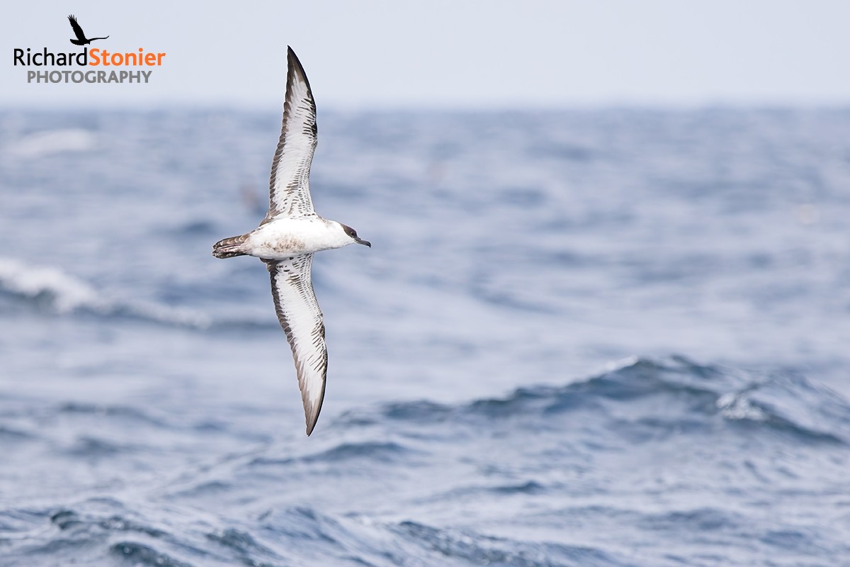 Great Shearwater