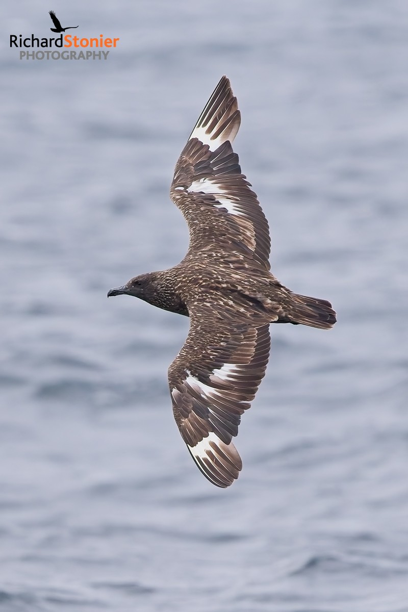 Great Skua