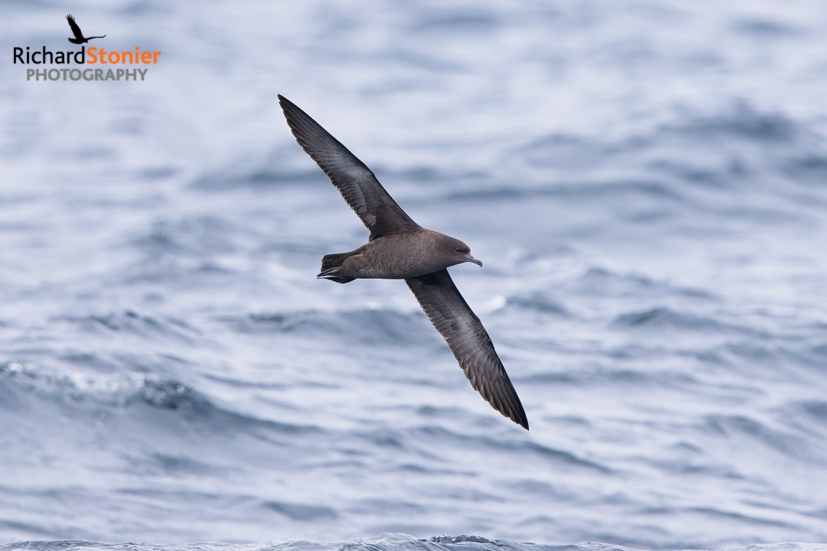 Sooty Shearwater