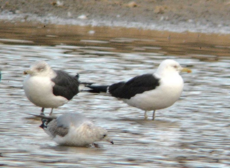 Baltic Gull