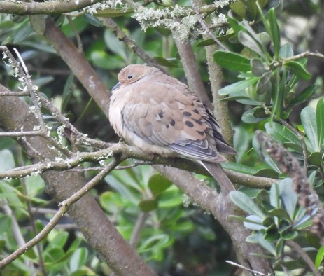 Mourning Dove