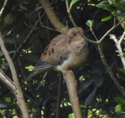 Mourning Dove
