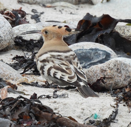 Hoopoe