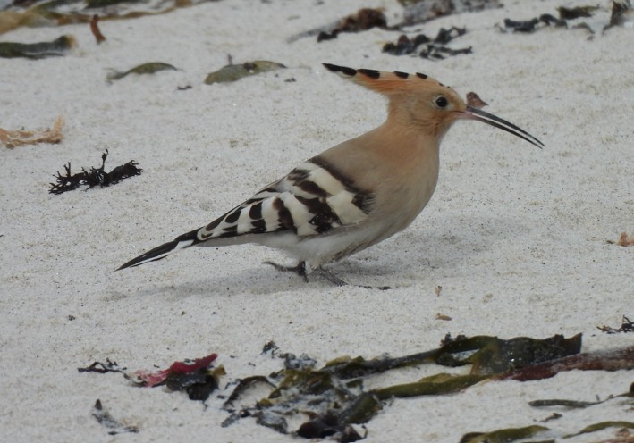 Hoopoe