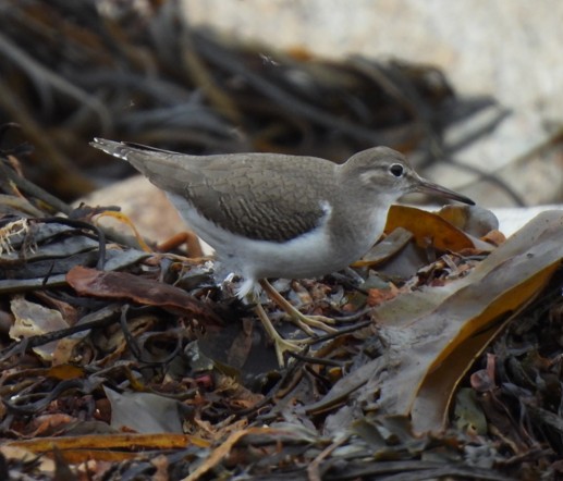 Spotted Sandpiper
